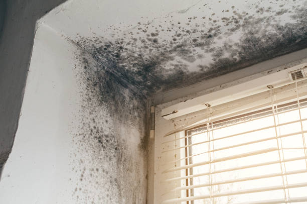Affordable Mold Inspection And Testing solutions in Thomasville, NC